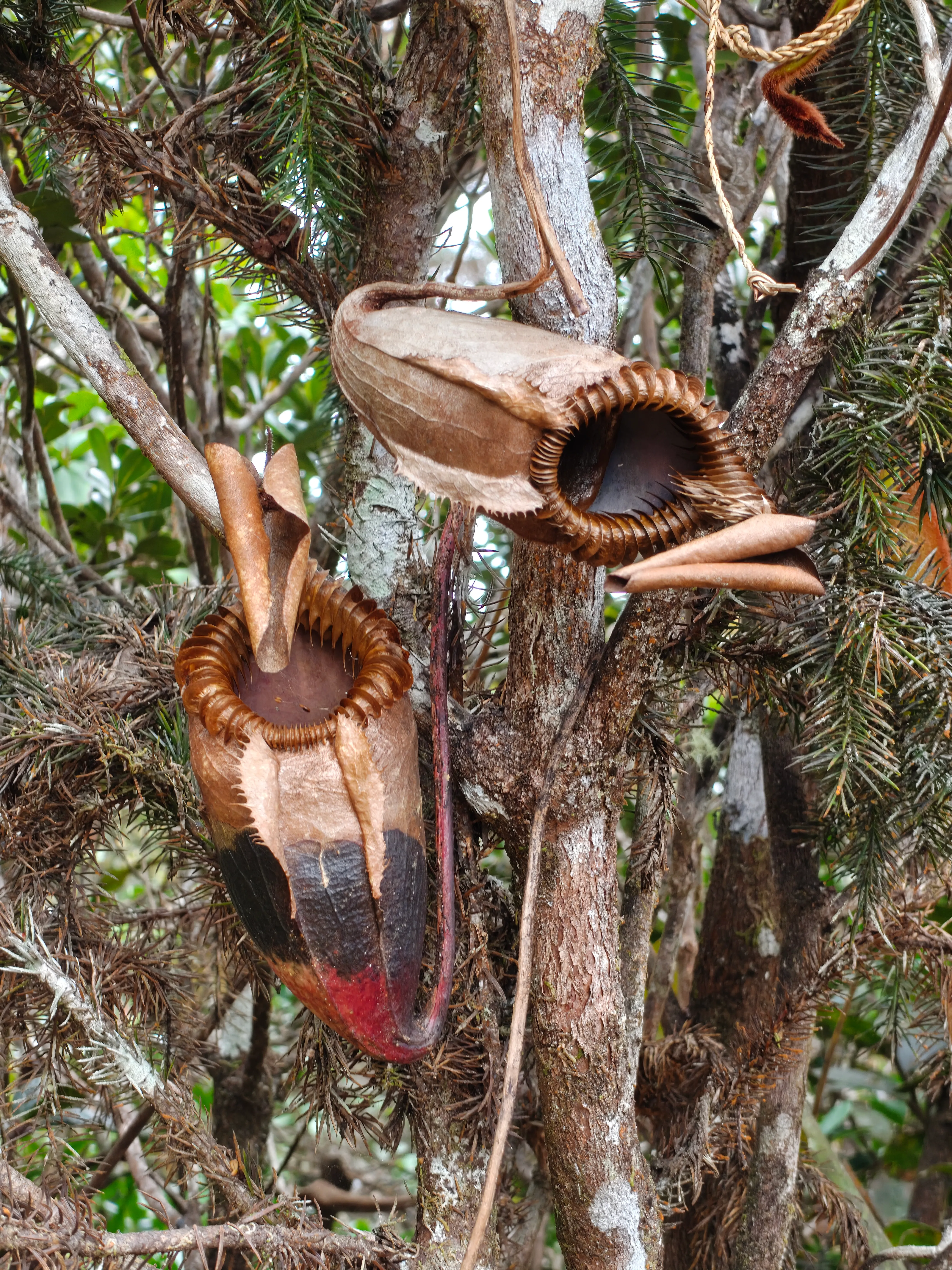 Pitcher plants growing among dense branches