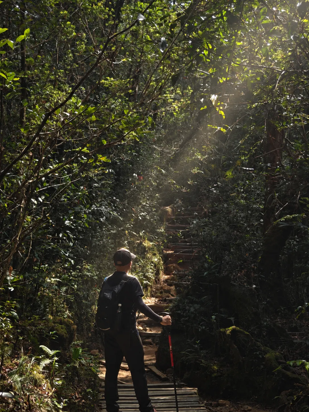Standing on a forest trail, surrounded by dense greenery and morning light